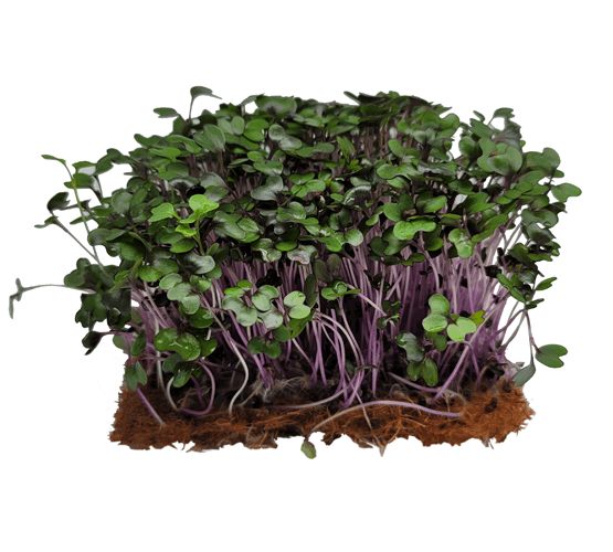 Microgreens