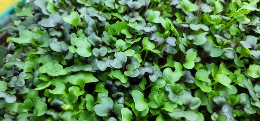 Dubia Dust Microgreens