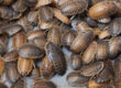 Dubia Roaches for Reptiles - Dubia Dust