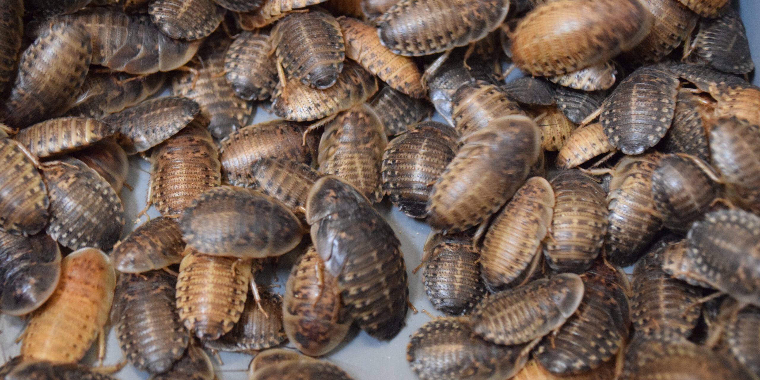 Dubia Roaches for Reptiles - Dubia Dust