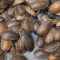 Dubia Roaches for Reptiles - Dubia Dust