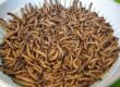 Superworm Feeders for Reptiles - Dubia Dust