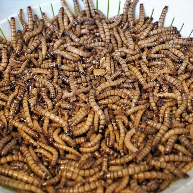 Superworm Feeders for Reptiles - Dubia Dust