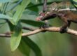 chameleon feeder insects - Dubia Dust