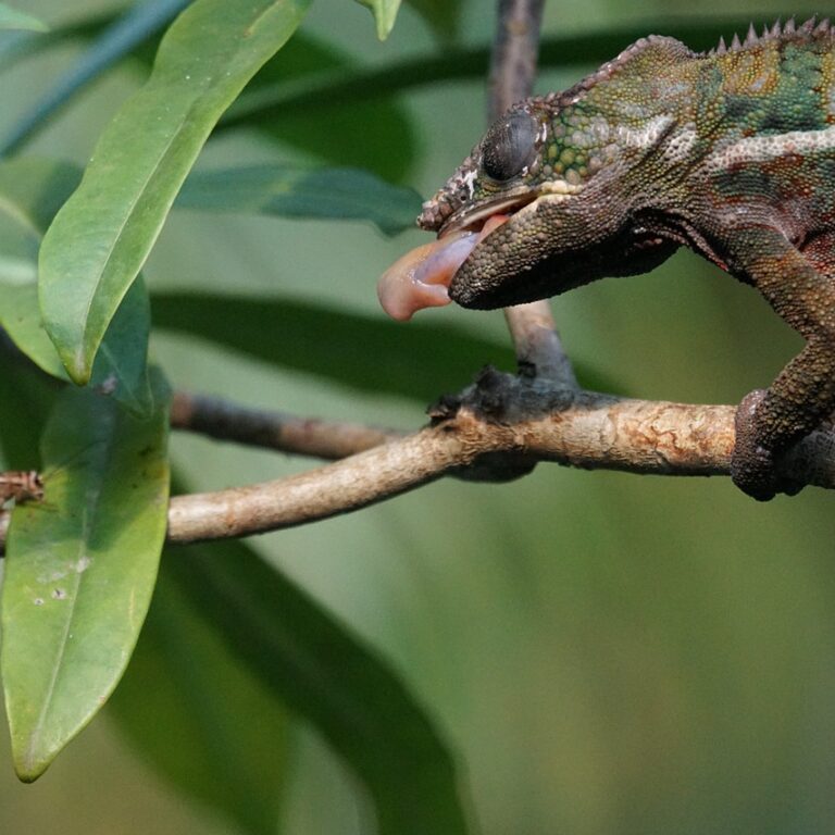 chameleon feeder insects - Dubia Dust